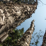 vertical birch trees