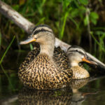 duck pair