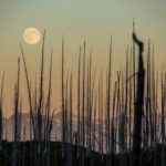 dead trees moonrise