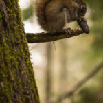 squirrel with pine cone