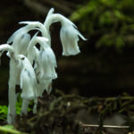 ghost fungus