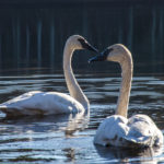 double swans