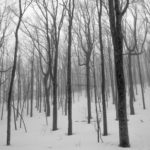 scary winter forest
