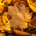 fall leaves closeup