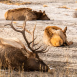 yellowstone mamoth elk